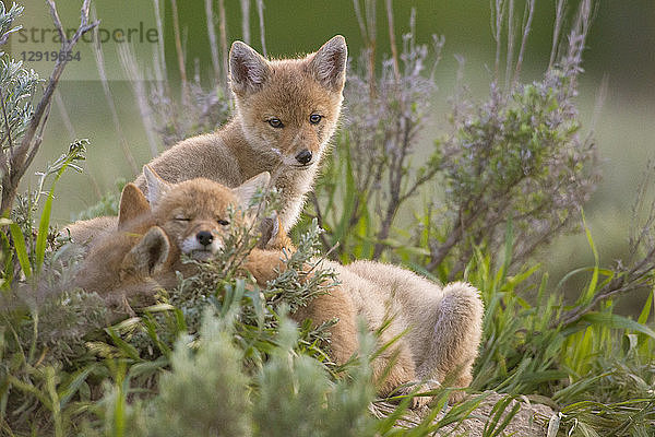 Drei Kojotenwelpen ruhen sich im Gras aus  Jackson Hole  Wyoming  USA