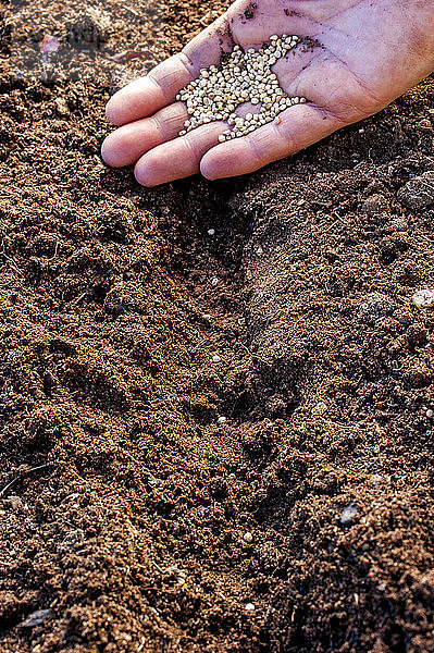 Nahaufnahme von Gärtnern  die mit der Hand Samen in den Boden pflanzen