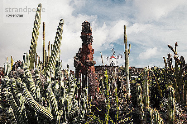 Landschaft mit Kaktusgarten vor einer von Touristen besuchten Windmühle  Lanzarote  Kanarische Inseln  Spanien