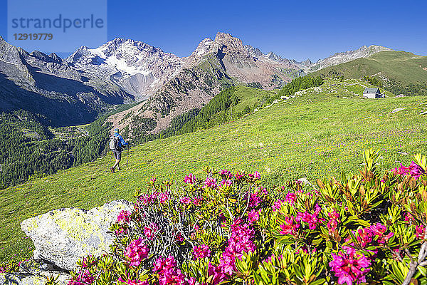 Wanderer geht an Rhododendronblüten vorbei mit dem Berg Disgrazia im Hintergrund  Scermendone  Valmasino  Valtellina  Lombardei  Italien  Europa