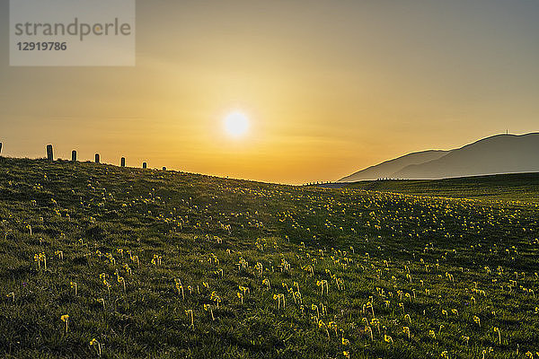 Blühende Felder im Frühling bei Sonnenuntergang  Monte Petrano  Marken  Italien