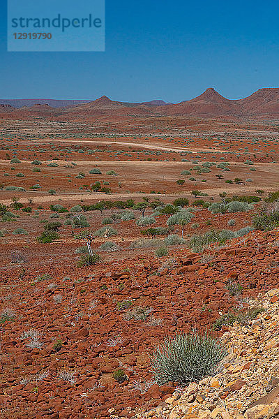 Rote Felslandschaft mit Dornenbäumen und Sträuchern  nördlich von Palmwag  Namibia