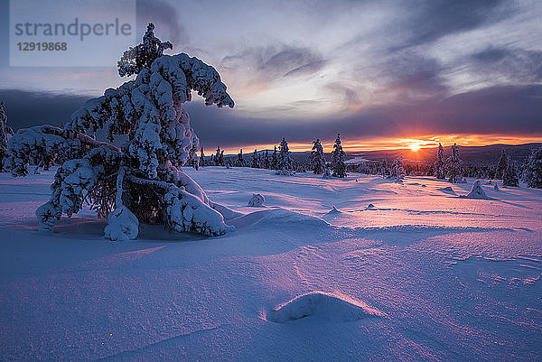Schneebedeckte Winterlandschaft bei Sonnenuntergang  Lappland  Pallas-Yllastunturi-Nationalpark  Lappland  Finnland  Europa