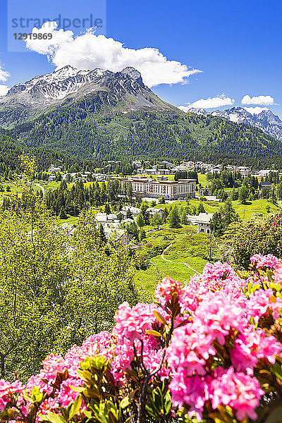 Rhododendren mit Malojapass im Hintergrund  Malojapass  Engadin  Graubünden  Schweiz  Europa