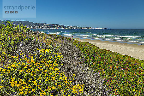 Strand und Flora  Monterey Bay  Halbinsel  Monterey  Pazifischer Ozean  Kalifornien  Vereinigte Staaten von Amerika  Nordamerika