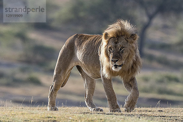 Ein männlicher Löwe (Panthera leo)  Ndutu  Ngorongoro Conservation Area  Serengeti  Tansania  Ostafrika  Afrika