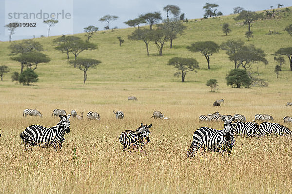 Steppenzebras (Equus quagga) in der Savanne  Seronera  Serengeti-Nationalpark  Tansania  Ostafrika  Afrika