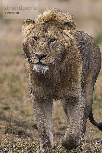 Männlicher Löwe beim Spaziergang (Panthera leo)  Ndutu  Ngorongoro-Schutzgebiet  Serengeti  Tansania  Ostafrika  Afrika