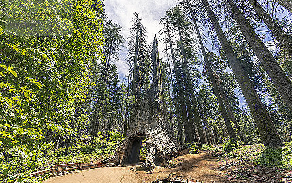 Tuolumne Grove of Giant Sequoias  Yosemite Valley  UNESCO-Weltkulturerbe  Kalifornien  Vereinigte Staaten von Amerika  Nordamerika