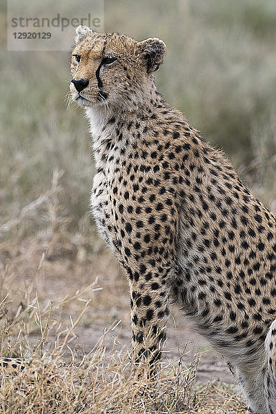 Gepard (Acinonyx jubatus)  Ndutu  Ngorongoro-Schutzgebiet  Serengeti  Tansania  Ostafrika  Afrika