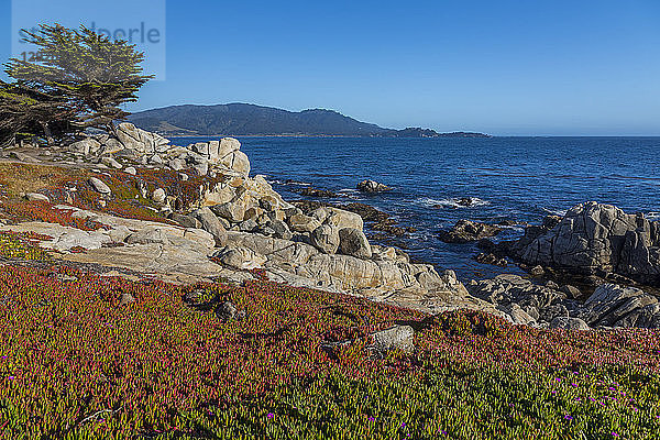 Blick auf die Carmel Bay und die felsige Küste am Pebble Beach  17 Mile Drive  Peninsula  Monterey  Kalifornien  Vereinigte Staaten von Amerika  Nordamerika