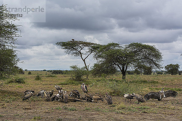 Weißrückengeier (Gyps africanus) und Marabu-Storch (Leptoptilos crumeniferus)  Ndutu  Serengeti  Tansania  Ostafrika  Afrika