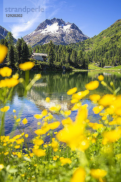 Sommerblumen am Cavloc See  Forno Tal  Maloja Pass  Engadin  Graubünden  Schweiz  Europa