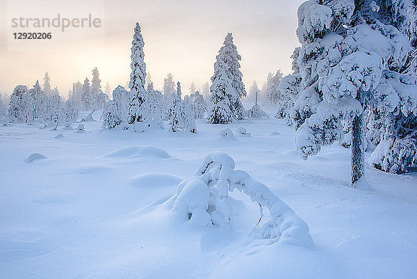 Schneebedeckte Winterlandschaft bei Sonnenuntergang  Lappland  Pallas-Yllastunturi-Nationalpark  Finnland  Europa