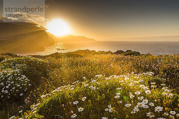 Felsenküste an der Ponta da Sao Lourenco und Frühlingsblumen bei Sonnenuntergang  Ostspitze der Insel  Madeira  Portugal  Atlantik
