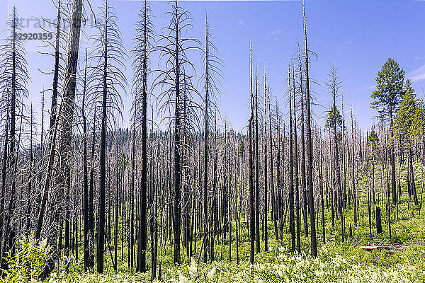 Ein Waldbrand zerstört ein Waldgebiet im Yosemite Valley im Yosemite-Nationalpark  UNESCO-Welterbe  Kalifornien  Vereinigte Staaten von Amerika  Nordamerika