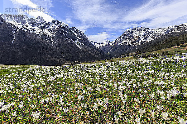 Blühende Krokuswiesen  Alm Bracciascia  Malenco-Tal  Provinz Sondrio  Valtellina  Lombardei  Italien