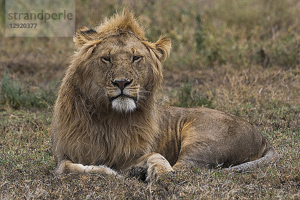 Löwe (Panthera leo)  Ndutu  Ngorongoro-Schutzgebiet  Serengeti  Tansania  Ostafrika  Afrika