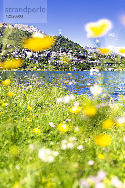 Sommerblumen in Sankt Moritz (St. Moritz)  Engadin  Graubünden  Schweiz  Europa