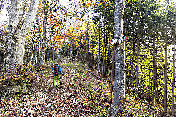 Wanderer in den Wäldern im Herbst  Piani Resinelli  Valsassina  Provinz Lecco  Lombardei  Italien