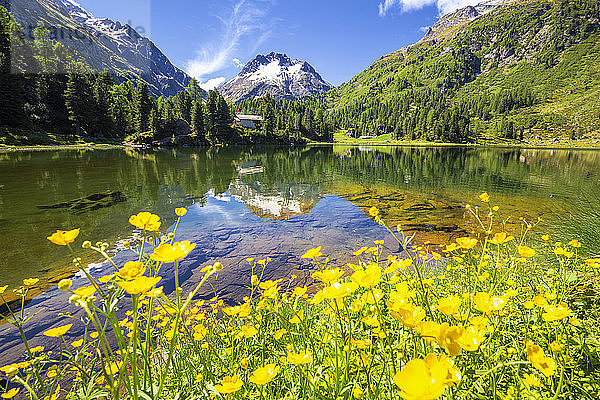 Sommerblumen am Cavloc See  Forno Tal  Maloja Pass  Engadin  Graubünden  Schweiz  Europa