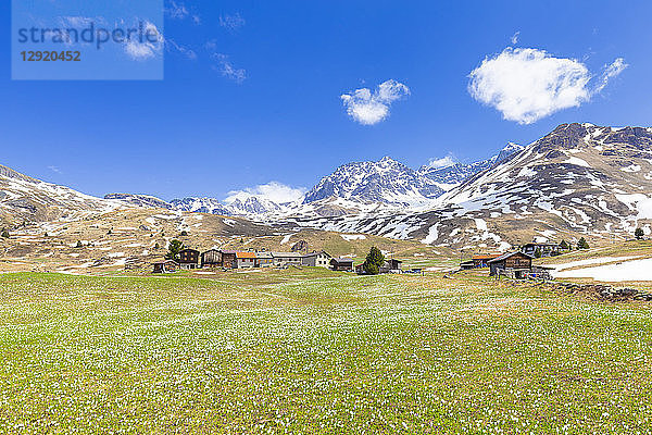 Blüte des Krokus auf der Alp Flix  Sur  Surses  Parc Ela  Region Albula  Kanton Graubünden  Schweiz