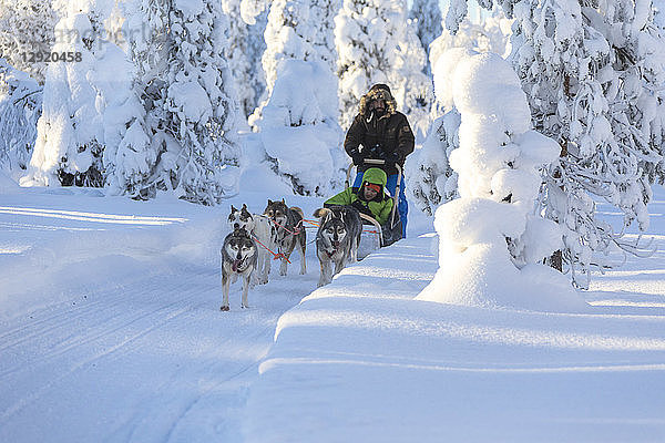 Hundeschlittenfahrt in den verschneiten Wäldern  Kuusamo  Region Nordösterbotten  Lappland  Finnland