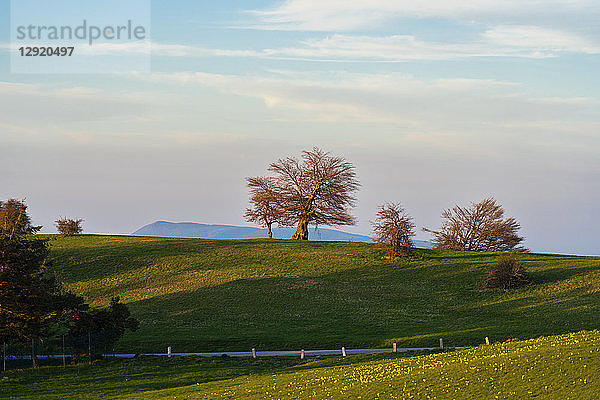 Blühende Felder im Frühling bei Sonnenuntergang  Monte Petrano  Marken  Italien