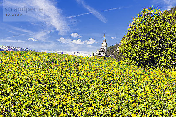 Sommerblumen und traditionelle Kirche von Davos Wiesen  Parc Ela  Prettigau/Davos  Graubünden  Schweiz  Europa