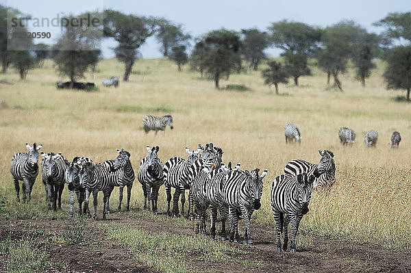 Steppenzebras (Equus quagga)  Seronera  Serengeti-Nationalpark  Tansania  Ostafrika  Afrika