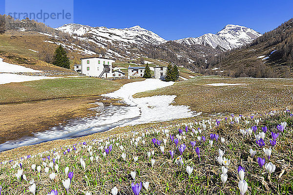 Blüte des Crocus nivea bei den Berghütten am Berninapass  Valposchiavo  Kanton Graubünden  Schweiz