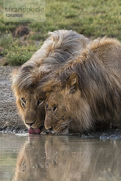 Zwei männliche Löwen (Panthera leo) beim Trinken  Ndutu  Ngorongoro Conservation Area  Serengeti  Tansania  Ostafrika  Afrika