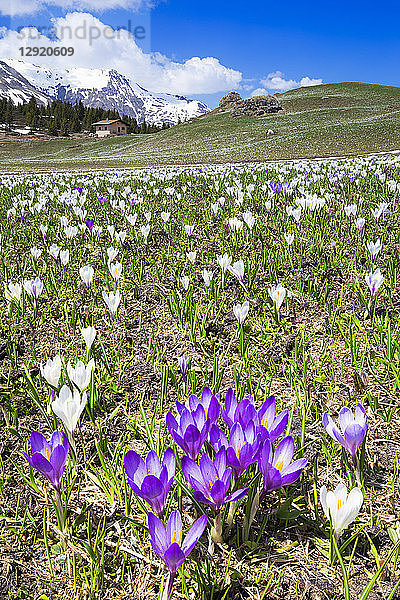 Blüte des Krokus nivea auf der Alp Flix  Sur  Surses  Parc Ela  Region Albula  Kanton Graubünden  Schweiz