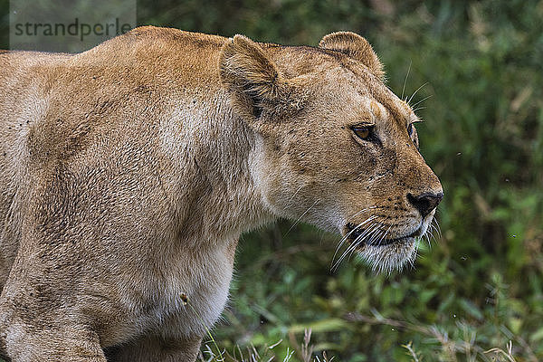 Porträt einer Löwin (Panthera leo)  Ndutu  Ngorongoro-Schutzgebiet  Serengeti  Tansania  Ostafrika  Afrika