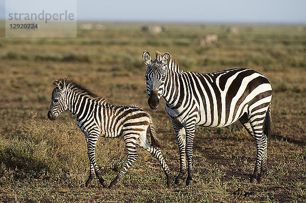 Ein Steppenzebrafohlen (Equus quagga) und seine Mutter  Ndutu  Ngorongoro Conservation Area  Serengeti  Tansania  Ostafrika  Afrika