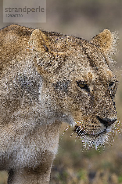 Löwe (Panthera leo)  Ndutu  Ngorongoro-Schutzgebiet  Serengeti  Tansania  Ostafrika  Afrika