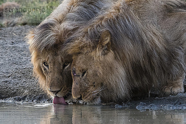 Zwei männliche Löwen (Panthera leo) beim Trinken  Ndutu  Ngorongoro Conservation Area  Serengeti  Tansania  Ostafrika  Afrika