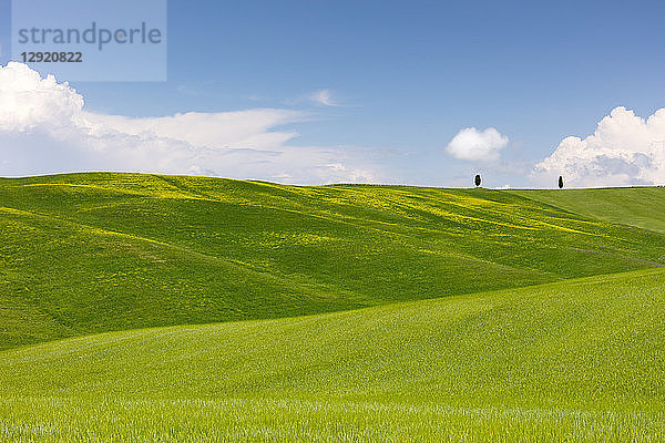 Grüne Felder  Zypressen und blauer Himmel im Val d'Orcia  UNESCO-Weltkulturerbe  Toskana  Italien