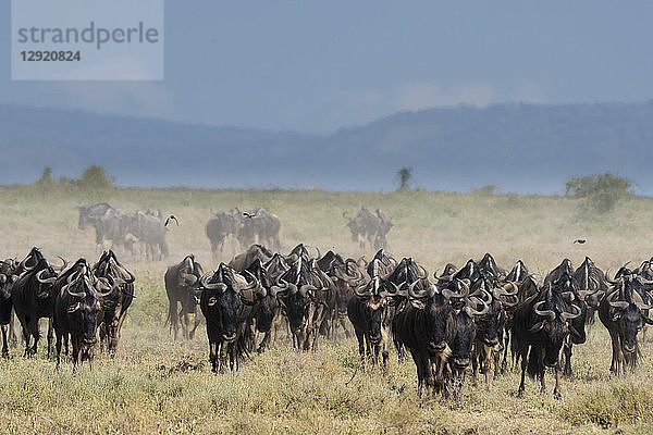 Eine Herde von Gnus (Connochaetes taurinus)  Ndutu  Ngorongoro-Schutzgebiet  Serengeti  Tansania  Ostafrika  Afrika
