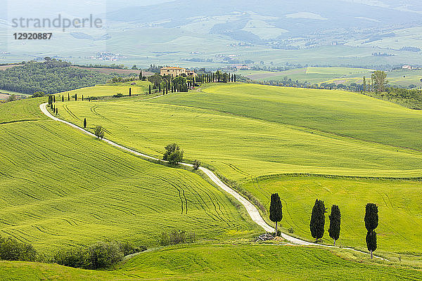 Zypressen und grüne Felder im Agriturismo Terrapille (Villa Gladiator) in der Nähe von Pienza in der Toskana  Italien