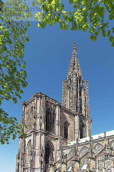 Straßburger Münster Notre Dame  UNESCO-Weltkulturerbe  Straßburg  Elsass  Frankreich  Europa
