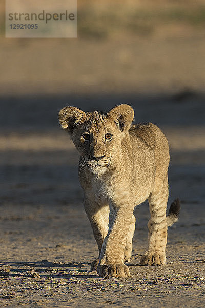 Löwenbaby (Panthera leo)  Kgalagadi Transfrontier Park  Südafrika  Afrika