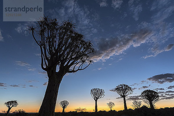 Köcherbaum bei Sonnenuntergang (Kokerboom) (Aloidendron dichotomu) (früher Aloe dichotoma)  Köcherbaumwald  Keetmanshoop  Namibia  Afrika