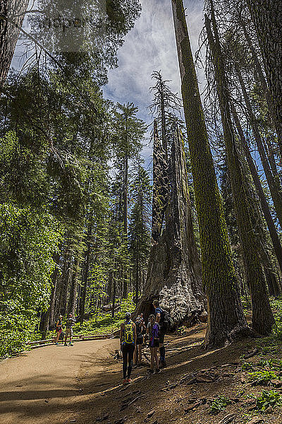 Blick auf Riesenmammutbäume im Tuolumne Grove Trail  Yosemite-Nationalpark  UNESCO-Welterbe  Kalifornien  Vereinigte Staaten von Amerika  Nordamerika
