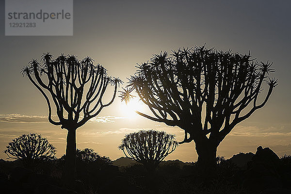 Köcherbäume bei Sonnenaufgang (Kokerboom) (Aloidendron dichotomum) (früher Aloe dichotoma)  Köcherbaumwald  Keetmanshoop  Namibia  Afrika