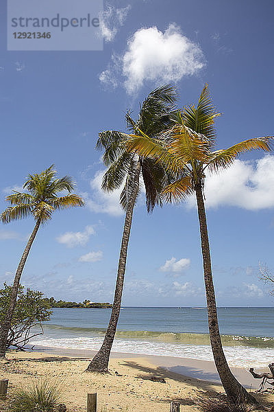 Der unberührte Strand von Les Salines in der Nähe von Sainte Anne  Martinique  Westindische Inseln  Karibik  Mittelamerika