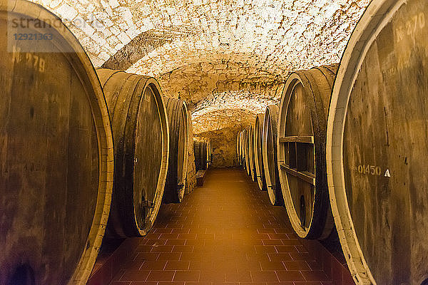 Alte Fässer in der Weinkellerei Shabo  Schwarzes Meer  Ukraine