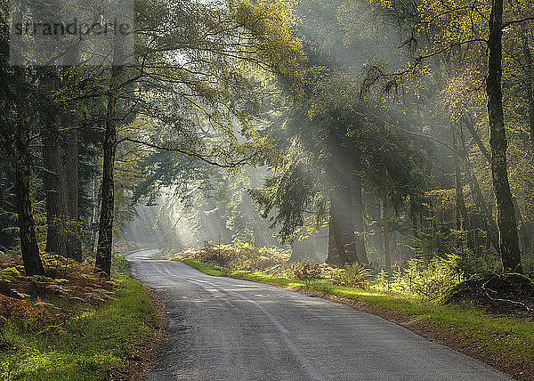 Sonnenstrahlen  die im leichten Nebel sichtbar sind und eine stimmungsvolle Atmosphäre zwischen den Bäumen auf dem Rhinefield Ornamental Drive schaffen  New Forest  Hampshire  England  Vereinigtes Königreich  Europa