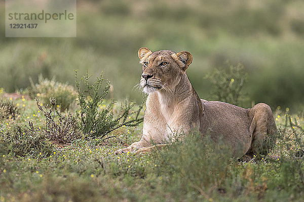 Löwin (Panthera leo) beobachtet Beute  Kgalagadi Transfrontier Park  Südafrika  Afrika