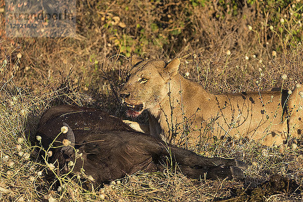 Löwin (Panthera leo) bei der Fütterung von jungen Kap-Büffeln (Syncerus caffer)  Chobe-Nationalpark  Botsuana  Afrika